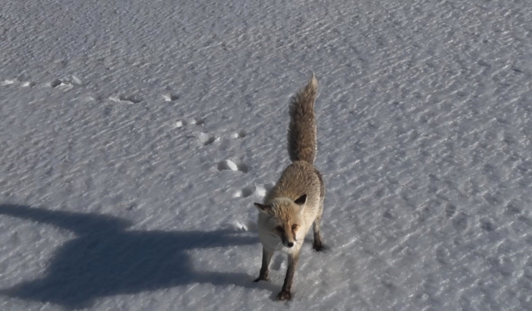 adilcevazda-karla-kapli-dogada-tilkinin-dronaya-verdigi-sasirtici-tepki-42zAa9j4.jpg