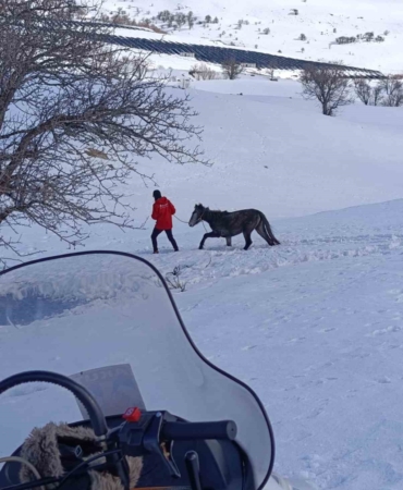 akut-bingol-ekipleri-zorlu-kar-mucadelesiyle-yarali-ati-kurtardi-RZT9OxUG.jpg