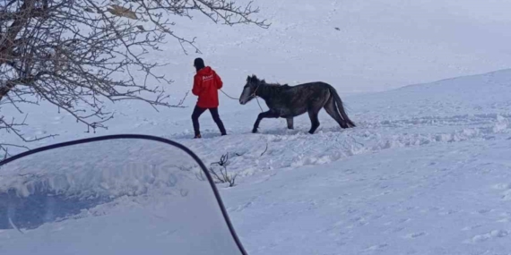 AKUT BİNGÖL Ekipleri Zorlu Kar Mücadelesiyle Yaralı Atı Kurtardı