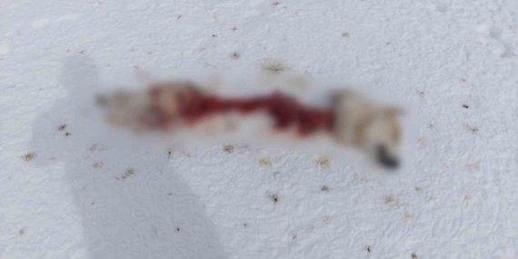 Başkale’de Zorlu Kış Koşulları: Kurtlar Sokak Köpeğini Avladı