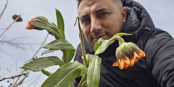 Bitlis’te Erken Baharın İzi: Karlar Arasında Canlanan Turuncu Calendula