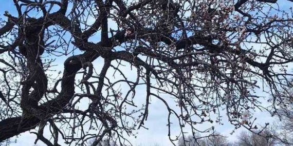 Ergani’de Badem Ağaçları Şubat Güneşiyle Uyanıyor: Çiçekler Baharın Müjdecisi