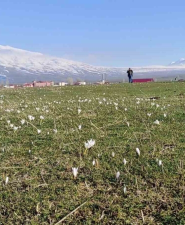 kardelen-ve-cigdemler-yaylalarda-erken-bahari-mujdeledi-jVi3HAGi.jpg