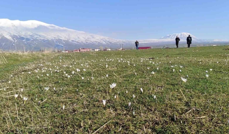 kardelen-ve-cigdemler-yaylalarda-erken-bahari-mujdeledi-jVi3HAGi.jpg