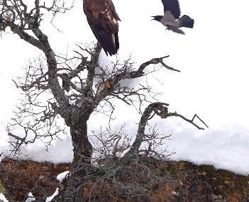 Kargadan Kartala Oyun: Doğanın Sürreal Anı Kameraya Yansıdı