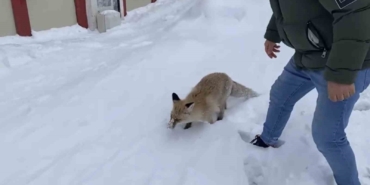 karliovada-kar-sularinda-ac-kalan-kizil-tilki-sehre-indi-28khPhQY.jpg