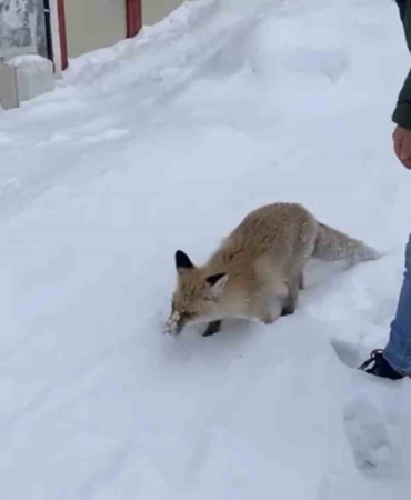 karliovada-kar-sularinda-ac-kalan-kizil-tilki-sehre-indi-28khPhQY.jpg