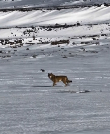 kars-cildir-karayolunda-kurtla-takip-surucunun-cep-telefonuyla-anlik-goruntuleri-CFU8mVPf.jpg