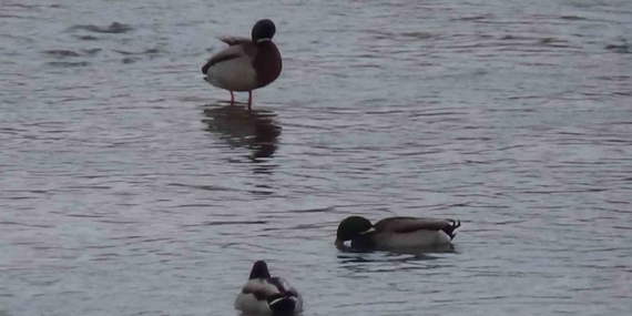 Kars’ta Yaban Yaşamına Soğuk Direnişi: Yeşilbaş Yaban Ördekleri Şehrin İçinde Besin Ararken