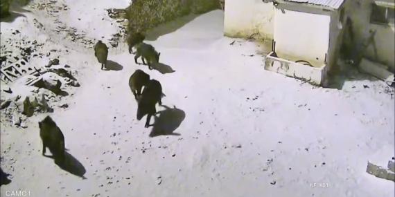 Kırsalda Yiyecek Sıkıntısı Yaşayan Domuz Sürüleri Köye İndi: Güvenlik Kamerasına Yansıyan Anlar