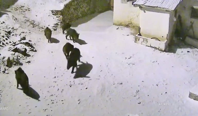 kirsalda-yiyecek-sikintisi-yasayan-domuz-suruleri-koye-indi-guvenlik-kamerasina-yansiyan-anlar-ezBmIU4H.jpg