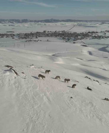 kuzeydogu-anadoluda-karayazida-kurt-suru-goruntusu-aksam-ve-gece-dikkat-uyarisi-Uf66OFYv.jpg