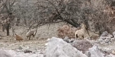 yaban-kecilerinin-karla-kapli-daglarda-surulu-gosterimi-ve-korumaya-dair-gozlemler-OXHSYGTq.jpg