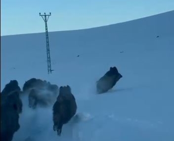 Akyaka Yolunda Karla Kaplı Sıradışı Yaban Örneği: Domuz Sürüsü Kamerada