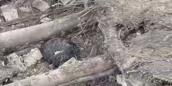 Aşağı Küme Mahallesi’nde Yağışlar Sonrası Ahır Çökmesi: Yaklaşık 20 Koyun ve Keçi Telef Oldu