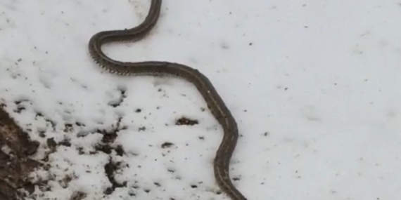 Beşatlı Camii Suyu İçin Kazı Sırasında 1 Metre Uzunluğunda Yılan Forumu