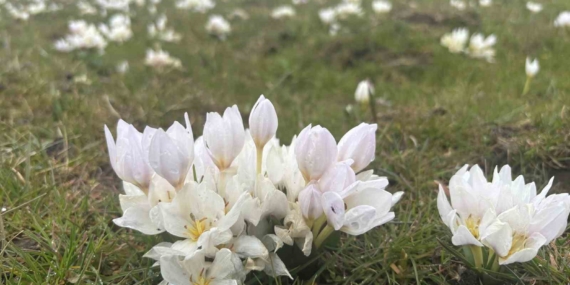 Bingöl’de Kardelenler: Baharın İlk Müjdecisi Doğada Belirmeye Başladı