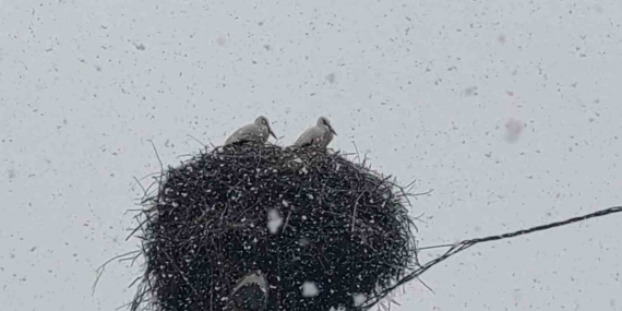 bingolde-lehler-erken-gelen-leylekler-kar-yagisina-yakalandi-hi5vYajm.jpg
