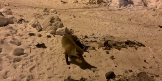 Çataldere’de Tilkiyi Besleyen Köylünün Anları