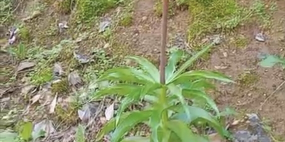 Çermik’in Ters Laleleri: Koruma Altında, Mart Ayında Canlanan Doğa Manzarası