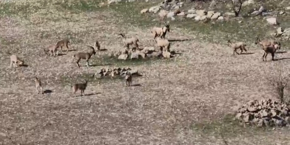 Çermik’te Nesli Tehlikedeki Dağ Keçisi Sürü Halinde Görüntülendi ve Yasal Ceza Haberleştirilmiş