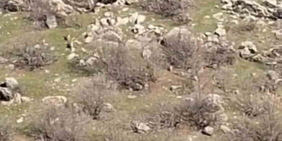 Dağ Keçileri Nesli İçin Uyarı: Çermik’te Sürü Halinde Görüntülenen Yaban Hayatı ve Cezai Tedbirler
