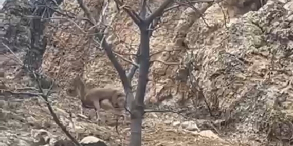 Elazığ’da Doğada Görenleri Şaşırtan 3 Ayaklı Yaban Keçisi: Mücadele ve Umut