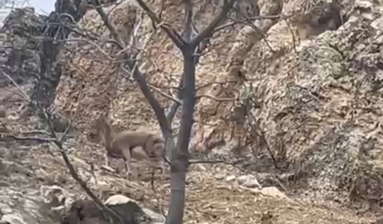 elazigda-dogada-gorenleri-sasirtan-3-ayakli-yaban-kecisi-mucadele-ve-umut-wSNFOgc9.jpg