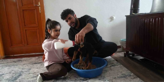 Erken Doğan Oğlağa Evde Özenle Bakım: Karabey Köyünde Anneden Süt Alamayan Yeni Doğanlar