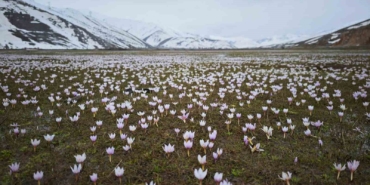 guzeldere-vadisinde-bahar-cigdemler-karla-bulusurken-doganin-canladigi-anlar-riwJWaHy.jpg