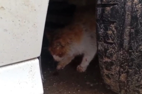 kedersiz-sogukta-siginak-motor-bosmesinde-yakalanan-kedi-kurtarildi-TIeEOrb8.jpg