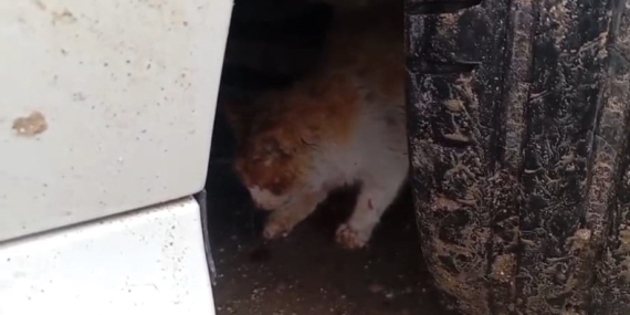 Kedersiz Soğukta Sığınak: Motor Böşmesinde Yakalanan Kedi Kurtarıldı