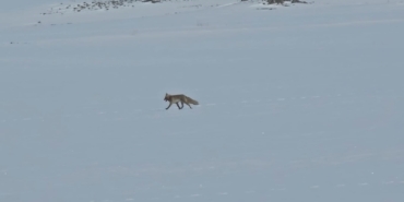 koy-yol-kenarlarinda-yaban-hayvani-gorunurlugu-artiyor-tilkiler-zorlu-kista-insan-yerlesimine-yaklasiyor-8yBCyehN.jpg
