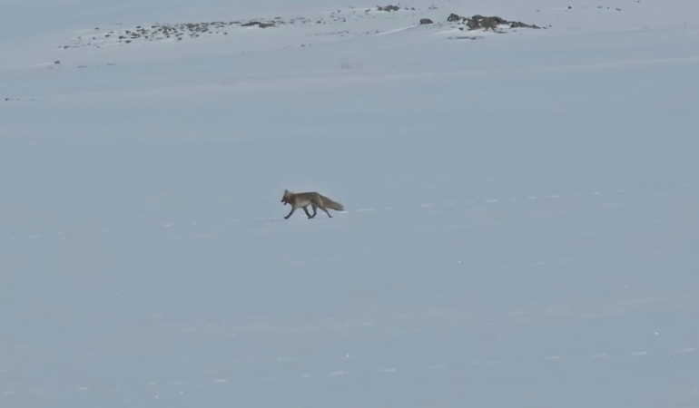 koy-yol-kenarlarinda-yaban-hayvani-gorunurlugu-artiyor-tilkiler-zorlu-kista-insan-yerlesimine-yaklasiyor-8yBCyehN.jpg