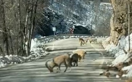 Munzur Vadi’sinde Dağ Keçileriyle Karşılaşan Gençler: Doğanın Sesine Kulak Veriyoruz