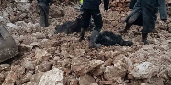 Nusaybin Doğuş Mahallesi’nde Ahır Çöktü: 30 Koyun-Keçi Telef Oldu, Enkaz Temaslarıyla Kurtarma Sürüyor