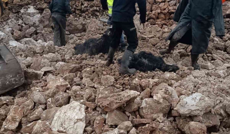 nusaybin-dogus-mahallesinde-ahir-coktu-30-koyun-keci-telef-oldu-enkaz-temaslariyla-kurtarma-suruyor-83v6puJC.jpg