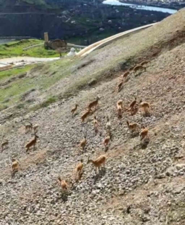 palu-kalesi-eteklerinde-yaban-hayati-dag-kecilerinin-drone-goruntuleri-LPgRhiyW.jpg