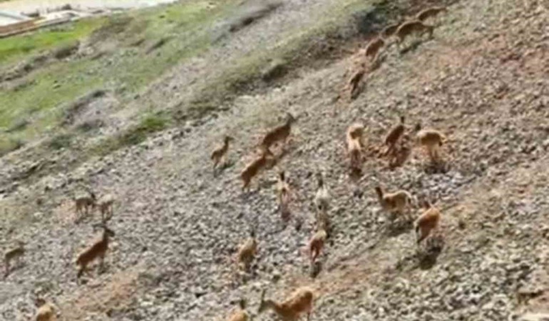 palu-kalesi-eteklerinde-yaban-hayati-dag-kecilerinin-drone-goruntuleri-LPgRhiyW.jpg
