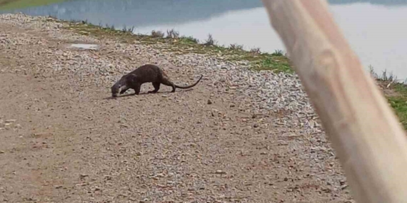 Saipbeyli Köyünde Nesli Tehlikede Su Samuru Görüntüsü ve Yerel Gözlem