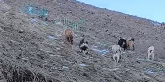 Yüksekova’da Ayılar Köy Yakınlarında: Köpeklerin Müdahalesiyle Tehlike Avantajlı Kontrol Altında