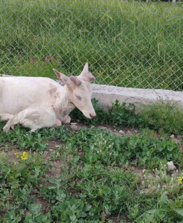 aginda-bembeyaz-alageyik-bahcede-zaman-gecirdi-geyigin-horozlarla-surpriz-karisimi-ani-T4EvxIZZ.jpg
