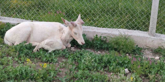 Ağın’da Bembeyaz Alageyik Bahçede Zaman Geçirdi: Geyiğin Horozlarla Sürpriz Karışımı Anı