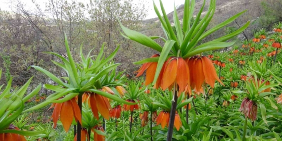 Akçadağ’da Baharın Renkleri: Ters Laleler Bölgede Açtı