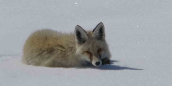 Ardahan’da Karlar Altında Tilki: Sessizleşen Doğa Gözler Önüne Serildi