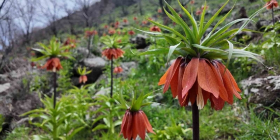 Bingöl’ün Yükselen Bahar Ters Lalesi: Doğanın Nadir Güzelliği ve Koruma Noktaları