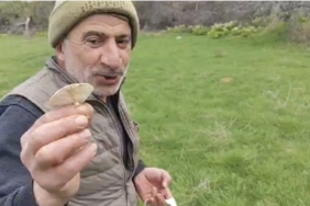 cunguste-dogal-mantarlara-dogal-ilgi-elyos-koyu-ve-cayir-mantari-uzerine-sohbetler-VIecrpft.jpg