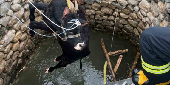 Ergani’deki İnek Kurtarıldı: Su Kuyusundan Sağsalim Çıkarıldı