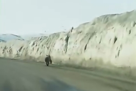 gurpinarda-ayi-gecici-yol-kenarinda-goruntulendi-vatandaslar-kayda-aldi-HFe9r6P9.jpg
