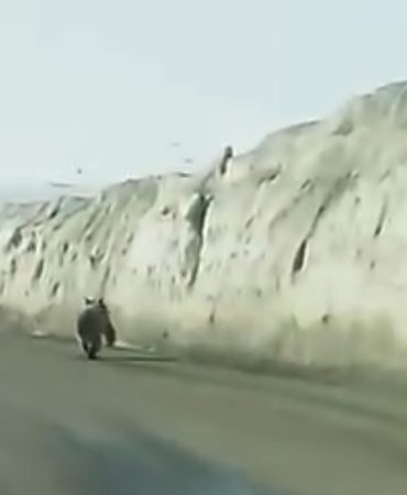 gurpinarda-ayi-gecici-yol-kenarinda-goruntulendi-vatandaslar-kayda-aldi-HFe9r6P9.jpg